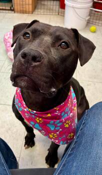 Magi Lune --Courtesy Post. Out of town pet. See below for detail -  Pit Bull Terrier Dog for Adoption in Eagle, Idaho - Magi Lune --Courtesy Post. Out Of Town Pet. See Below For Detail | PetCurious