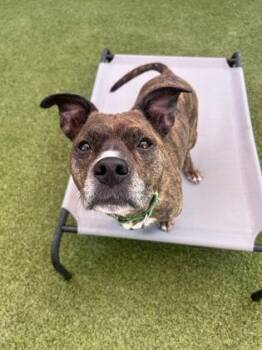 Yoshi -  Mixed Breed Dog for Adoption in Eugene, Oregon - Yoshi | PetCurious
