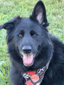 Maverick -  German Shepherd Dog Dog for Adoption in Greeneville, Tennessee - Maverick | PetCurious