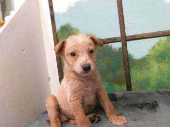 A2078010 -  German Shepherd Dog and Mixed Breed Dog Available for Adoption in Houston, Texas - A2078010 | PetCurious