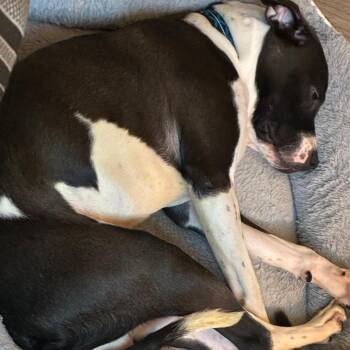 Benji -  Pit Bull Terrier and Australian Terrier Dog for Adoption in Lynchburg, Virginia - Benji | PetCurious