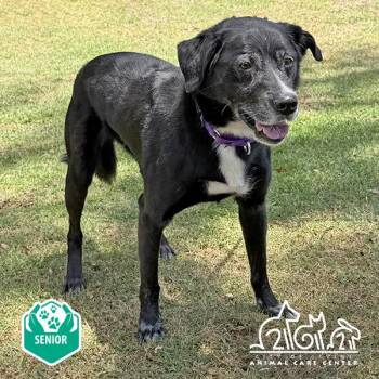 Labrador Retriever and German Shepherd Dog Dogs Available for Adoption in Irvine, California - NERO | PetCurious