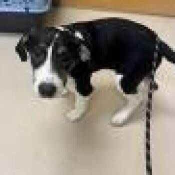 Hazel -  Coonhound Dog Available for Adoption in St. Augustine, Florida - Hazel | PetCurious