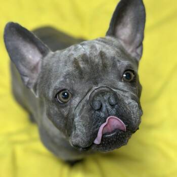 Walnut -  French Bulldog Dog for Adoption in Newark, New Jersey - Walnut | PetCurious