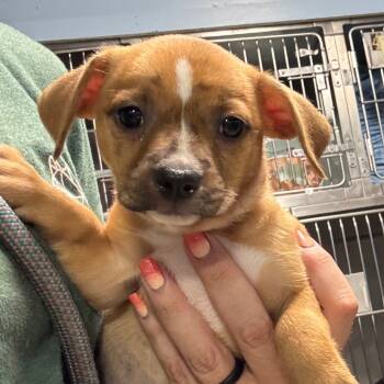 Rescue Mixed Breed Dogs for Adoption in Savannah, Georgia - Phoebe Buffay | PetCurious