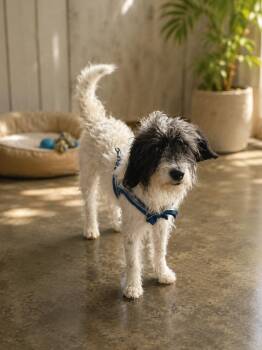 Jace -  Schnauzer and Poodle Dog for Adoption in Brownstown, Indiana - Jace | PetCurious