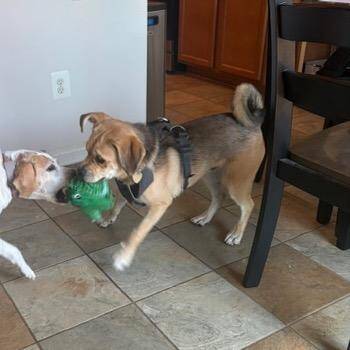 Pip -  Pug and Mixed Breed Dog for Adoption in Fairfax, Virginia - Pip | PetCurious