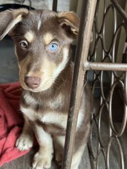 Cinnamon -  Husky and Labrador Retriever Dog for Adoption in Evansville, Indiana - Cinnamon | PetCurious