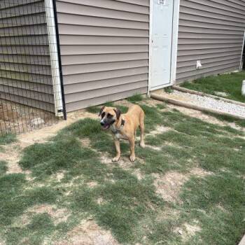 Isabella (Bella) -  Yellow Labrador Retriever and Labrador Retriever Dog for Adoption in Sanford, North Carolina - Isabella (Bella) | PetCurious