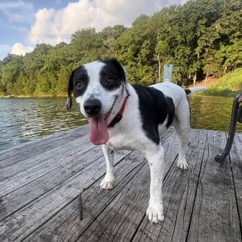Doug -  Pointer and Mixed Breed Dog for Adoption in Festus, Missouri - Doug | PetCurious