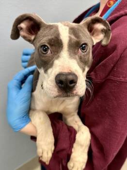 Hurricane -  Mixed Breed Dog for Adoption in Wichita, Kansas - Hurricane | PetCurious
