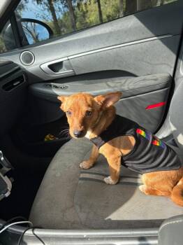 Chihuahua and Rat Terrier Dogs Available for Adoption in New Baltimore, Michigan - Guava | PetCurious