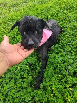 Shih Tzu Dogs Available for Adoption in New York, New York - Melody (TX) | PetCurious