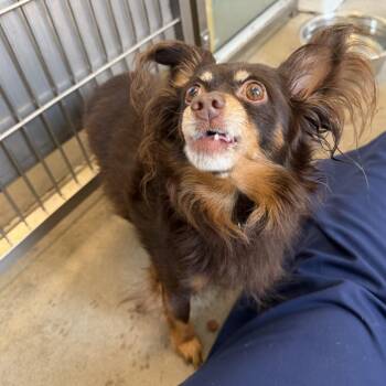Ox -  Miniature Pinscher and Chihuahua Dog for Adoption in Pittsburgh, Pennsylvania - Ox | PetCurious