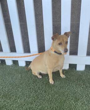 Chihuahua Dogs Available for Adoption in Modesto, California - A609756 | PetCurious