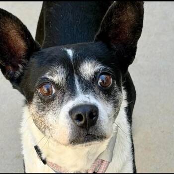 Hunter -  Chihuahua Dog for Adoption in San Jacinto, California - Hunter | PetCurious