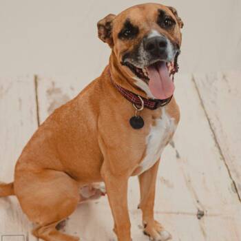 Bush -  Boxer Dog for Adoption in Krum, Texas - Bush | PetCurious
