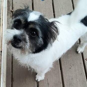 Terrier Dogs Available for Adoption - Don Juan | PetCurious