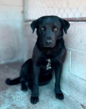 Catahoula Leopard Dog and Australian Cattle Dog Blue Heeler Dogs Available for Adoption in Harrodsburg, Kentucky - Harmon | PetCurious