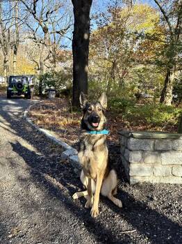 Rescue German Shepherd Dog Dogs for Adoption in Peconic, New York - Bubbles | PetCurious
