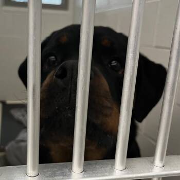 Rottweiler Dogs Available for Adoption in Fort Wayne, Indiana - Maxwell Smart | PetCurious