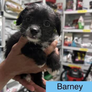 Chihuahua Dogs Available for Adoption in Tampa, Florida - Barney | PetCurious