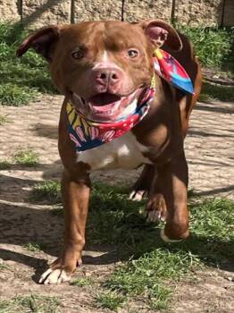 MAXIMUS -  Pit Bull Terrier and Mixed Breed Dog for Adoption in Tulsa, Oklahoma - MAXIMUS | PetCurious