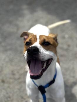 Rescue Hound Dogs for Adoption in Philadelphia, Pennsylvania - Fatty | PetCurious