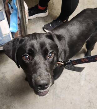 Ethan -  Labrador Retriever Dog for Adoption in North Myrtle Beach, South Carolina - Ethan | PetCurious
