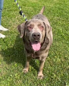 Molly -  Labrador Retriever Dog for Adoption in Philadelphia, Pennsylvania - Molly | PetCurious