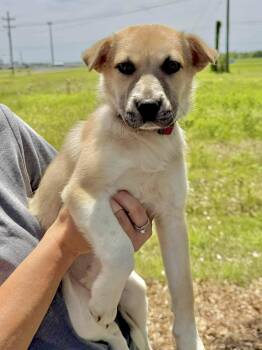 German Shepherd Dog Dogs Available for Adoption in New Orleans, Louisiana - Origami | PetCurious