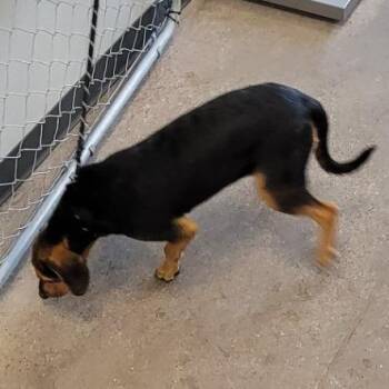 109417 -  Mixed Breed Dog for Adoption in Las Cruces, New Mexico - 109417 | PetCurious