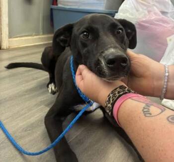 Naylor -  Labrador Retriever and Mixed Breed Dog for Adoption in West Memphis, Arkansas - Naylor | PetCurious