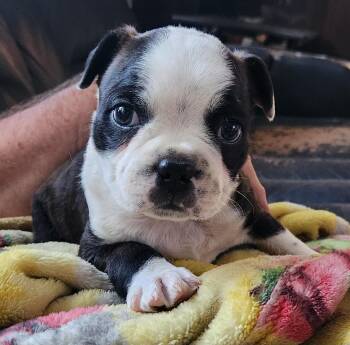 Max -  Boston Terrier Dog for Adoption in Twin Lakes, Wisconsin - Max | PetCurious