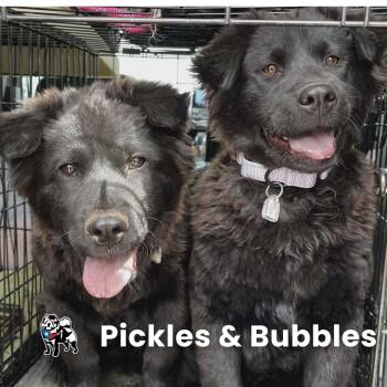 Chow Chow Dogs Available for Adoption in Houston, Texas - Bubbles 2026 | PetCurious