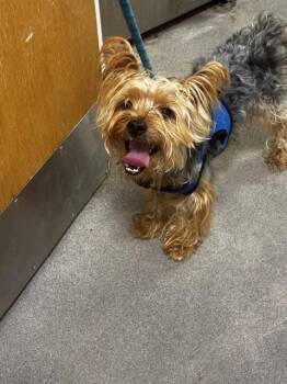 BEAR -  Yorkshire Terrier Dog for Adoption - BEAR | PetCurious