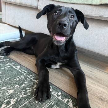 Rescue Mixed Breed Dogs for Adoption in Chicago, Illinois - Orchid | PetCurious