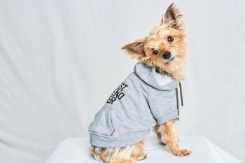 Rescue Yorkshire Terrier and Mixed Breed Dogs for Adoption in Ellicott City, Maryland - Champ | PetCurious