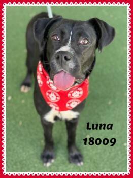 Boxer and Black Labrador Retriever Dogs Available for Adoption - LUNA | PetCurious