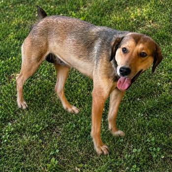 Biscuit -  Labrador Retriever and Great Pyrenees Dog for Adoption in Asher, Oklahoma - Biscuit | PetCurious