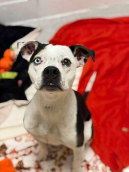 Pit Bull Terrier and American Staffordshire Terrier Dogs Available for Adoption - Jersey | PetCurious