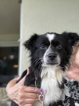 Patty -  Papillon Dog for Adoption in West Palm Beach, Florida - Patty | PetCurious