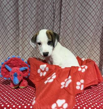 OSCAR -  Australian Cattle Dog Blue Heeler and Foxhound Dog Available for Adoption in Opelousas, Louisiana - OSCAR | PetCurious