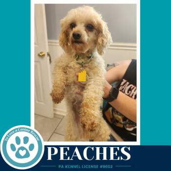 Peaches 061326 -  Poodle Dog for Adoption in Kimberton, Pennsylvania - Peaches 061326 | PetCurious