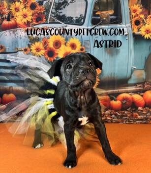 Rescue Black Labrador Retriever and Labrador Retriever Dogs for Adoption in Toledo, Ohio - Astrid | PetCurious