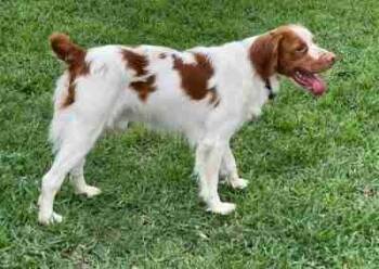 Bruno Mars -  Brittany Spaniel Dog for Adoption in Fort Worth, Texas - Bruno Mars | PetCurious