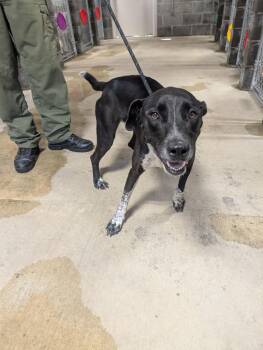 Blossom -  Mixed Breed Dog for Adoption in Shelbyville, Tennessee - Blossom | PetCurious