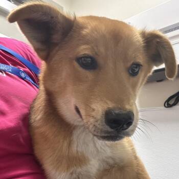 Mixed Breed Dogs Available for Adoption - Brownie | PetCurious