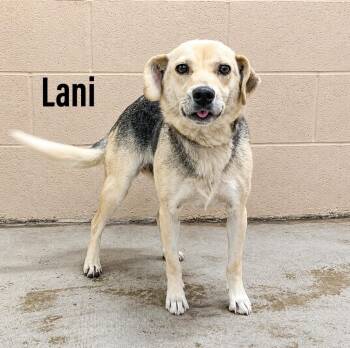 Lani -  Beagle and Hound Dog for Adoption in Clearfield, Kentucky - Lani | PetCurious