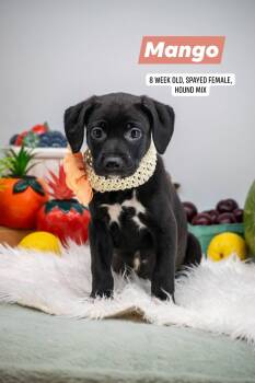 Mango -  Hound and Labrador Retriever Dog for Adoption in Sevierville, Tennessee - Mango | PetCurious